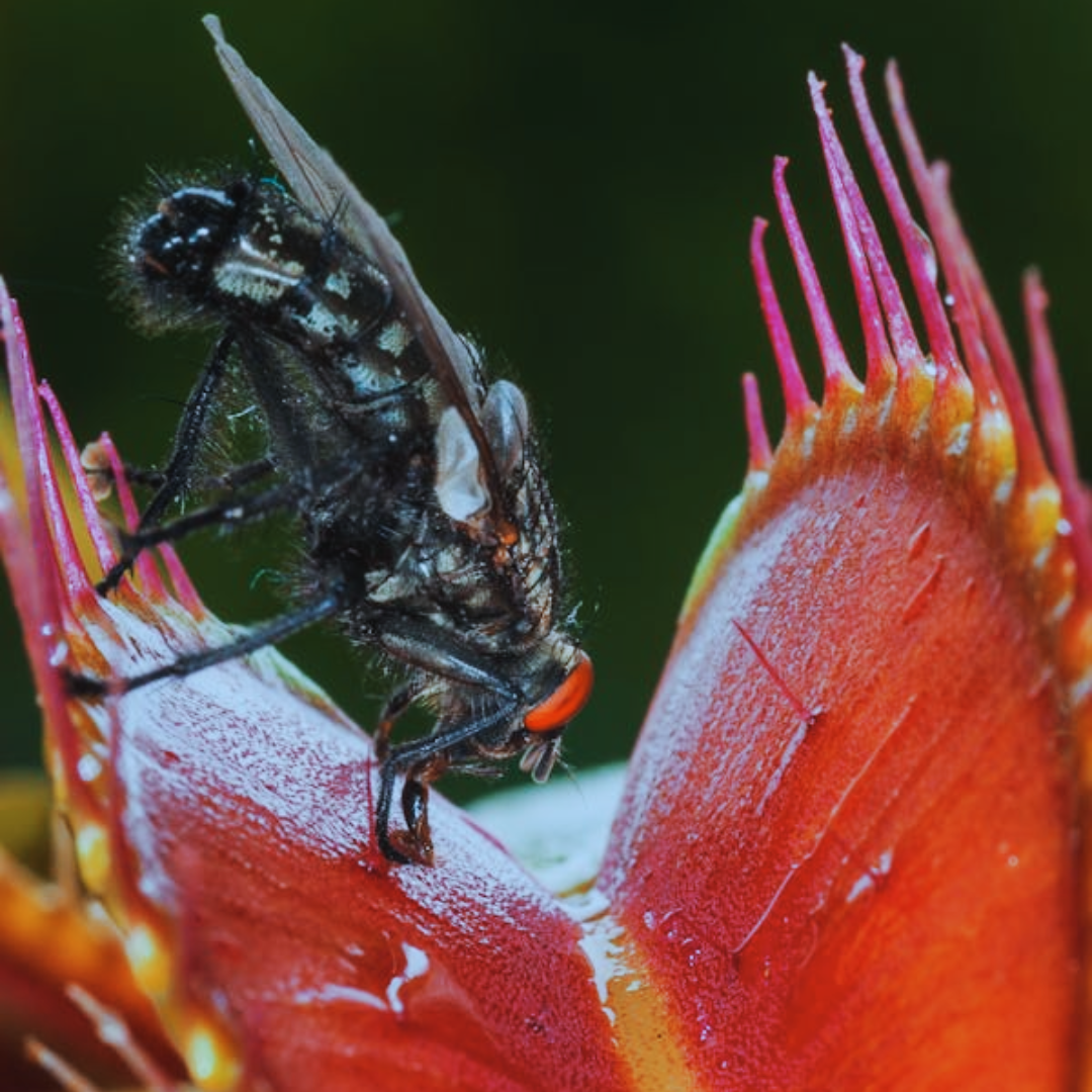 The Complete Guide to Fly Traps: Effectiveness, Types, and Home Tips