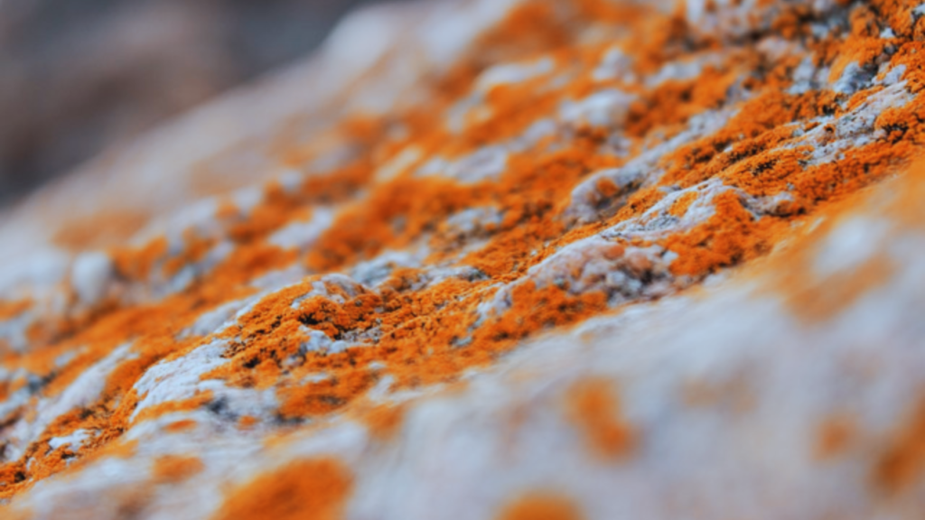 mold on books