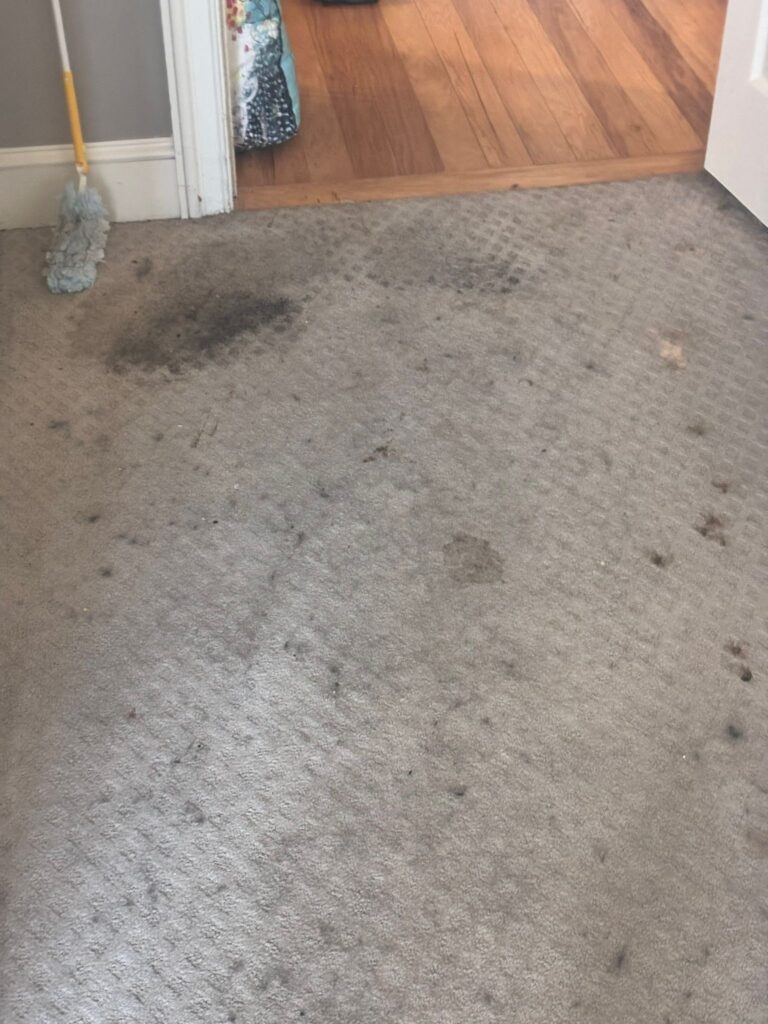carpet cleaning specialist