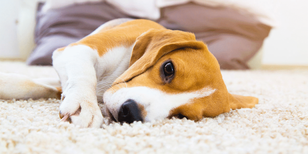 Carpet Sanitizing service